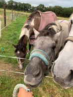 Tijdelijke stalling gezocht, Dieren en Toebehoren, Stalling en Weidegang, Stalling