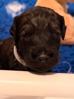 Labradoodle/ Goldendoodle ook wel doubledoodle genoemd, Parvo, 8 tot 15 weken, Meerdere, Nederland