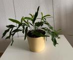 Microsorum Diversifolium, echte plant inclusief pot., Huis en Inrichting, Kamerplanten, In pot, Minder dan 100 cm, Groene kamerplant