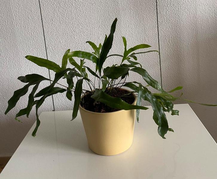 Microsorum Diversifolium, echte plant inclusief pot., Huis en Inrichting, Kamerplanten, Minder dan 100 cm, Groene kamerplant, Halfschaduw