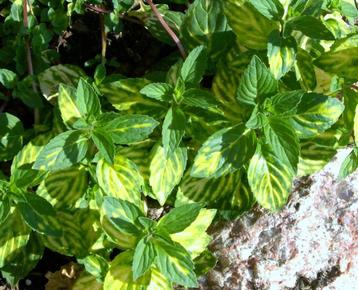 Mentha gracilis var. ‘Ginger’ – Gembermunt Bio beschikbaar voor biedingen