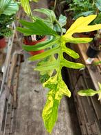 Philodendron Kitina - Florida Beauty x Mayoi narrow, Huis en Inrichting, Kamerplanten, Ophalen of Verzenden