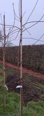 Amandelbomen / ook in leivorm, Tuin en Terras, Overige soorten, Lente, 100 tot 250 cm, Ophalen