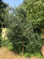 Olijfboom olijf boom tuin, Ophalen, Volle zon, Olijfboom, 100 tot 250 cm