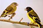 Zwartkop Sijzen Magellan Sijzen, Meerdere dieren, Tropenvogel