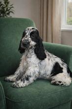 Cocker Spaniel pup, 15 weken tot 1 jaar, Reu, Parvo, Eén hond