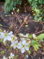 Tuinplanten, Heesters, Bessen, Prunus Spinosa, Sleedoorn, Tuin en Terras, Overige soorten, Ophalen of Verzenden, Struik