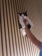 100 procent raszuivere ragdoll  kittens, Dieren en Toebehoren, Katten en Kittens | Raskatten | Langhaar, Meerdere dieren, Ontwormd