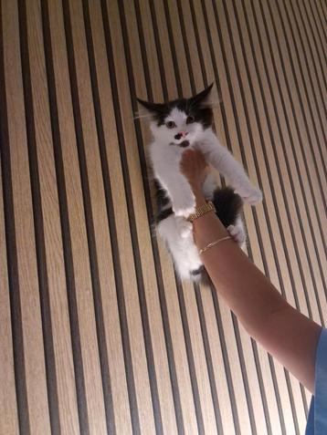 100 procent raszuivere ragdoll  kittens   beschikbaar voor biedingen