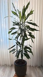 Grote Dracena  170cm - Prachtige kamerplant, Overige soorten, In pot, 150 tot 200 cm, Groene kamerplant