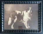 Oude foto van een Sint Bernard hond, Antiek en Kunst, Kunst | Etsen en Gravures, Ophalen of Verzenden