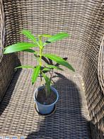 Vaste bloeiende tuinplanten, Vaste plant, Halfschaduw, Zomer, Ophalen