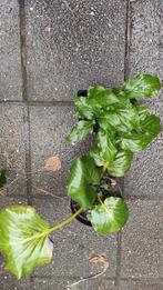 Schoenlappers plant en aronskelk, Tuin en Terras, Ophalen, Overige soorten, Volle zon