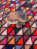 Realistische Japanse Bufo pad, Ophalen of Verzenden, Zo goed als nieuw