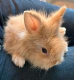 Fluffy teddy konijn tjes mooi gekleurd, Dieren en Toebehoren, Konijnen, Meerdere dieren