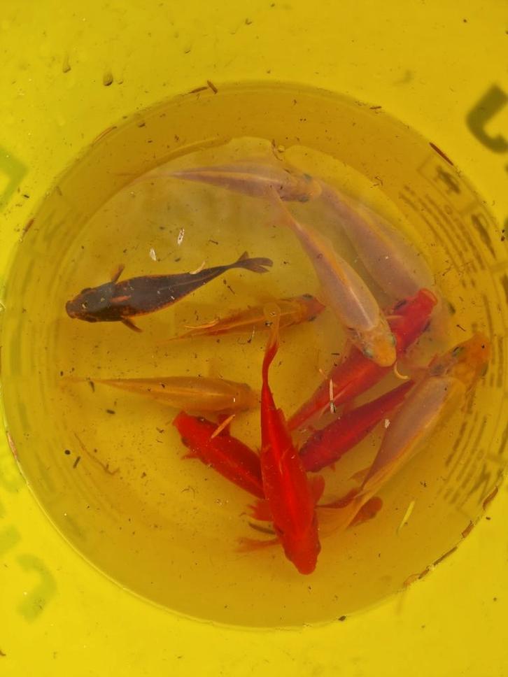 Prachtige (grote) Goudvissen ! Rood - wit roodwit van alles!, Dieren en Toebehoren, Vissen | Vijvervissen, Goudvis(sen)