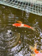 3 Koi Karpers, Dieren en Toebehoren, Vissen | Vijvervissen, Karper of Koi