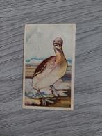 Van Delft Koog aan de Zaan hoe heet die vogel 1927 nr 4, Ophalen of Verzenden, Gebruikt, Overige typen