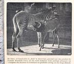 Artis 1918; Grevy- of Somali-zebra's, Verzenden, Voor 1940, Gebruikt, Dier