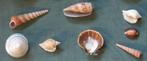 Nr H14m: 8 diverse schelpen, Verzamelen, Mineralen en Fossielen, Ophalen of Verzenden, Schelp(en)