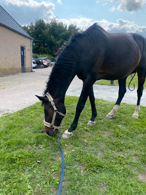 Verzorgponys aangeboden, verzorgers gezocht!, Diensten en Vakmensen, Dieren | Paarden | Verzorging, Oppas en Les, Paardrijles of Ponykampen