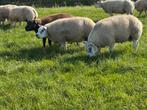 Te koop dekrammen, Dieren en Toebehoren, Schapen, Geiten en Varkens, Mannelijk, Schaap