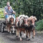 4 span shetlander tuig, Dieren en Toebehoren, Ophalen, Zo goed als nieuw, Overige soorten