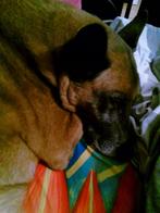 Gezocht, Dieren en Toebehoren, Honden-accessoires, Ophalen of Verzenden, Gebruikt