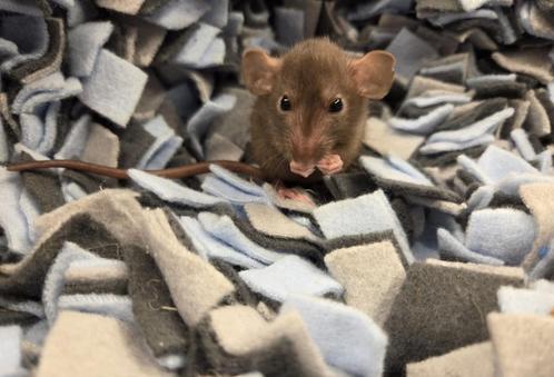 Jonge tamme dwergratten beschikbaar (rechtstreek v/d fokker), Dieren en Toebehoren, Knaagdieren, Vrouwelijk, Rat, Na 1 juli 2024