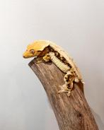 Wimpergekko lilly man, Dieren en Toebehoren, Reptielen en Amfibieën, Hagedis, Tam, 3 tot 6 jaar