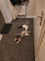 Te koop, Dieren en Toebehoren, Katten en Kittens | Overige Katten, Poes