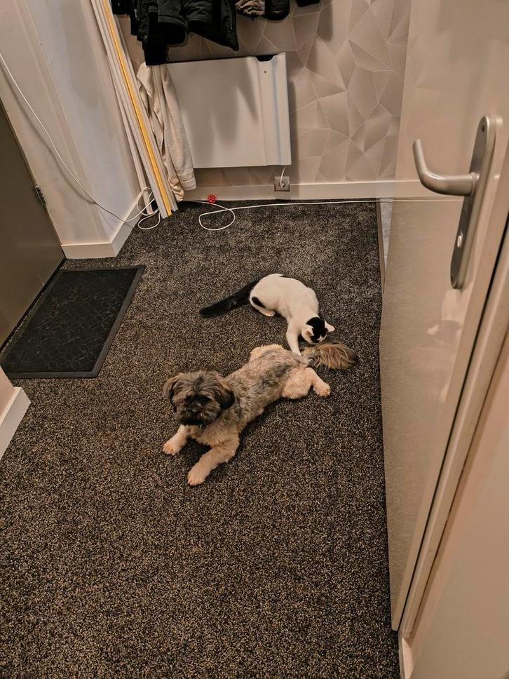 Te koop, Dieren en Toebehoren, Katten en Kittens | Overige Katten, Poes