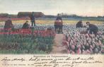Hyacinten en tulpenvelden (omstreeks 1900), Ophalen of Verzenden, Voor 1920, Gelopen, Overige thema's