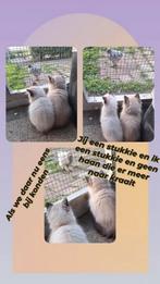 Nog 2  ragdollkittens. Sws de laatste foto's, zijn ze., Dieren en Toebehoren, Meerdere dieren, Gechipt