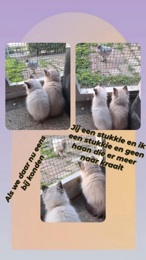 Nog 2  ragdollkittens. Sws de laatste foto's, zijn ze., Dieren en Toebehoren, Katten en Kittens | Raskatten | Korthaar, Meerdere dieren