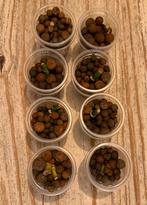 Monstera adansonii mint stekjes, Huis en Inrichting, Kamerplanten, Ophalen of Verzenden