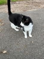 Lieve kater zoekt nieuw thuis, Dieren en Toebehoren, Katten en Kittens | Raskatten | Korthaar, Kater, Gechipt, 6 jaar of ouder