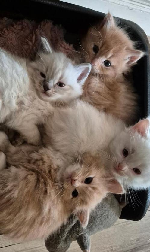 Ragdoll / Maincoon kittens, Dieren en Toebehoren, Katten en Kittens | Raskatten | Langhaar, Kater, 0 tot 2 jaar, Ontwormd, Ingeënt