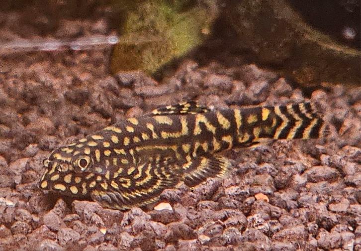 Sewelia lineolata Steenkruiper, Dieren en Toebehoren, Vissen | Aquariumvissen, Vis