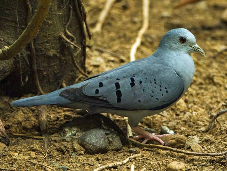 Te koop diverse tropische duifjes., Dieren en Toebehoren, Vogels | Overige Vogels, Tropenvogel, Meerdere dieren, Geringd