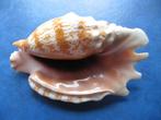 Schelpen: Strombus sinuatus Humphrey f++/g 80-90mm+, Verzenden, Schelp(en)