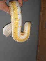 Weekend aanbieding1.1 koppel python regius eind 23, Dieren en Toebehoren, Reptielen en Amfibieën, Slang, 0 tot 2 jaar