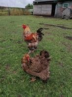 Brahma patrijs groot, Dieren en Toebehoren, Pluimvee, Meerdere dieren, Kip
