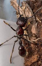 Paraponera clavata (kogelmier), Mieren