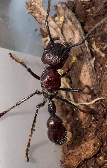Paraponera clavata (kogelmier) beschikbaar voor biedingen