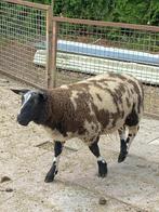 5 bonte rammen te koop, Dieren en Toebehoren, Schapen, Geiten en Varkens, Mannelijk, Schaap, 0 tot 2 jaar