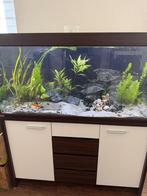 Te koop Haringcichliden en slakkenhuis cichlide, Dieren en Toebehoren, Vissen | Aquariumvissen, Vis, Zoetwatervis