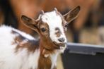 Dwerggeiten | Jonge, tamme geiten | Deskundig advies!, Dieren en Toebehoren, Vrouwelijk, Geit, 0 tot 2 jaar