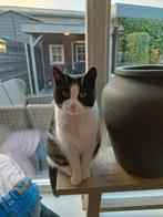 Lieve, rustige dame!, Dieren en Toebehoren, Poes, Kortharig, 0 tot 2 jaar