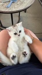 Mia britse korthaar, Poes